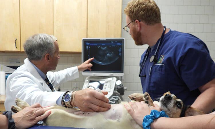 Veterinary Critical Care in Wantagh, NY